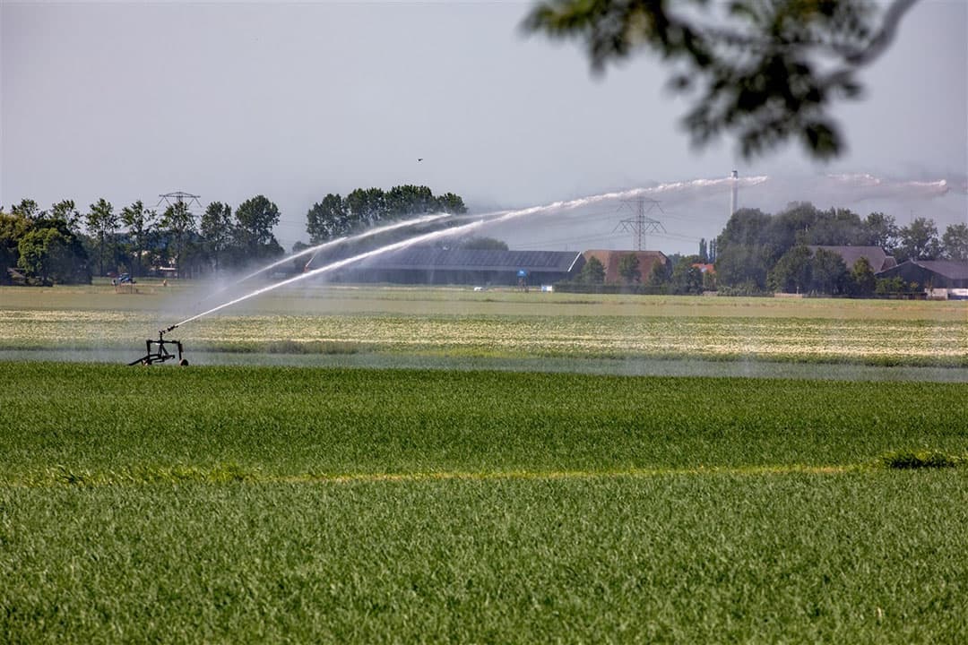 Gewassen worden beregend eind juni in de Hoeksche Waard nabij Klaaswaal (gemeente Hoeksche Waard). Foto: ANP