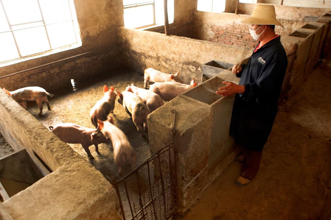 Een Chinees varkensbedrijf. - Foto: Henk Riswick