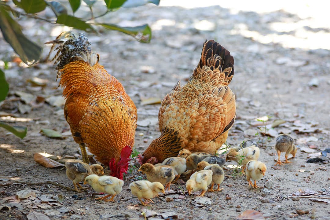 Foto: Canva/Quang Nguyen Vinh