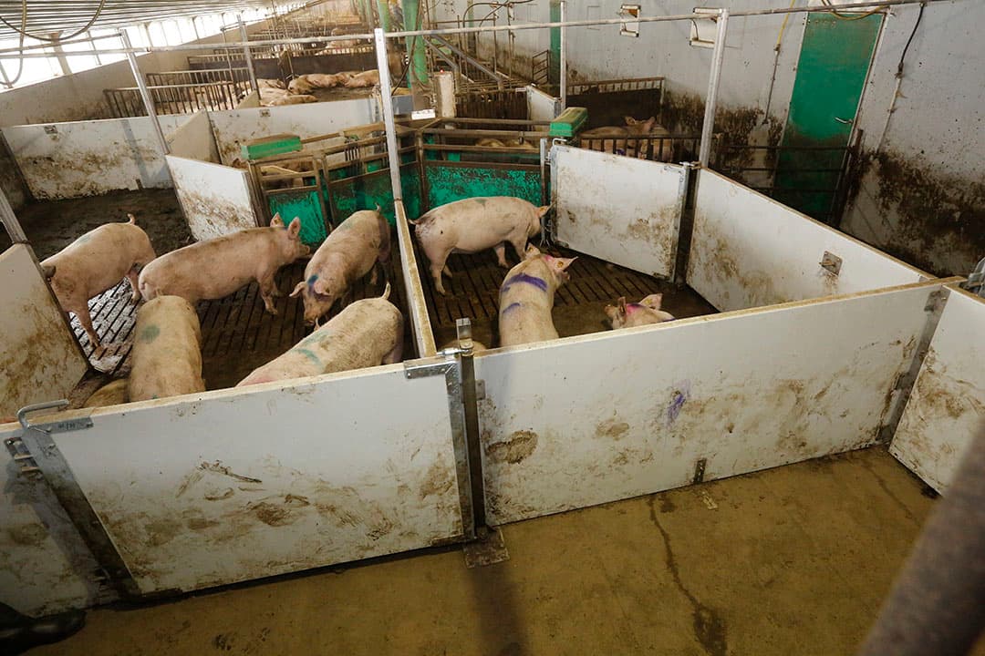Opfokzeugen. Het kruisen van lijnen mag vooralsnog alleen op bedrijven met eigen aanfok, met een rotatiekruising. - Foto: Henk Riswick