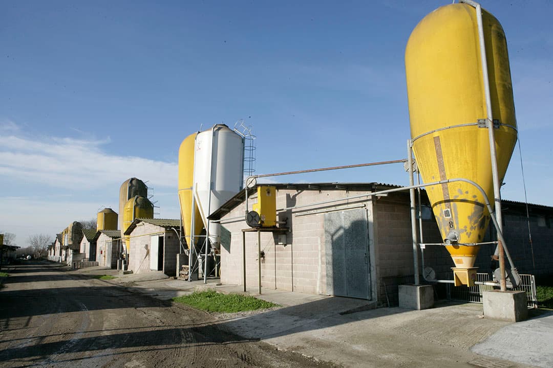 Italiaanse stallen. Vooral het vertrouwen in Italië kelderde flink, met 12 punten. Foto: Henk Riswick