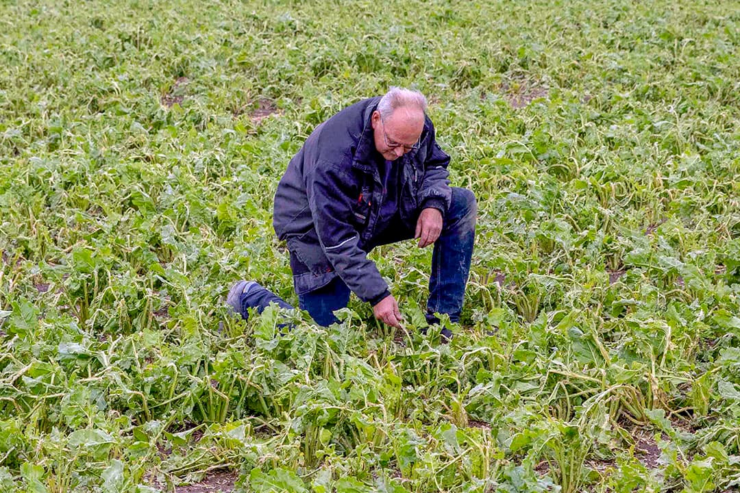 Cors Onnes in een perceel suikerbieten met hagelschade. Foto: Koos van der Spek