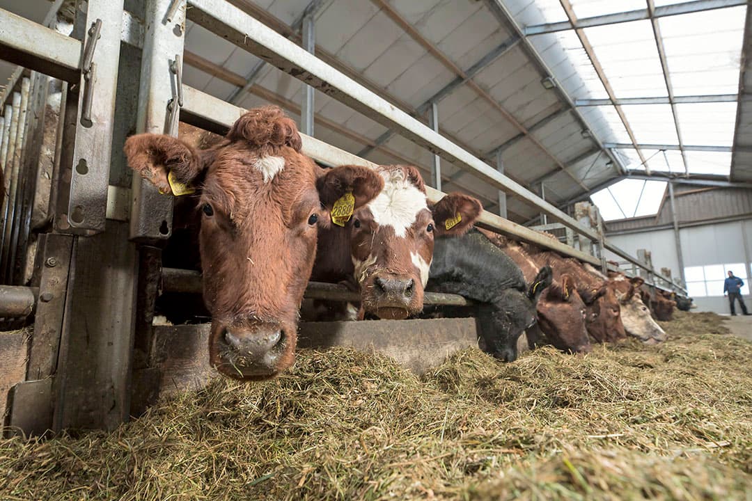 Vleesveebedrijf in Apeldoorn. In die gemeente is vrijwel geen intensieve veehouderij, dus een motie aannemen hiertegen lost geen enkel probleem op, zeggen Hennie de Haan en Linda Janssen. - Foto: Koos Groenewold