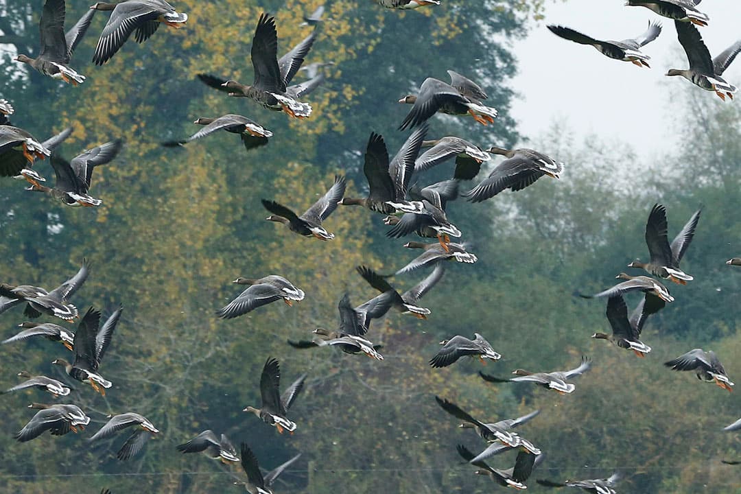 Foto: Henk Riswick