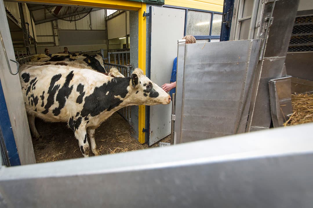 Veetransport. - Foto: Koos Groenewold