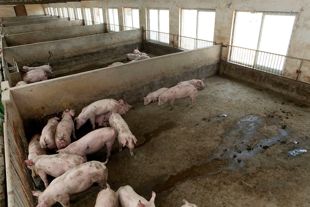 Varkensbedrijf in China. Foto: Henk Riswick