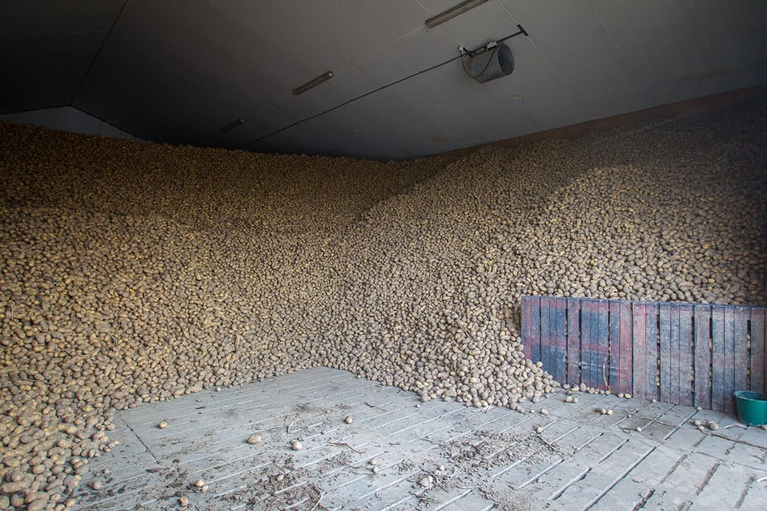 Aardappelen in opslag. - Foto: Peter Roek