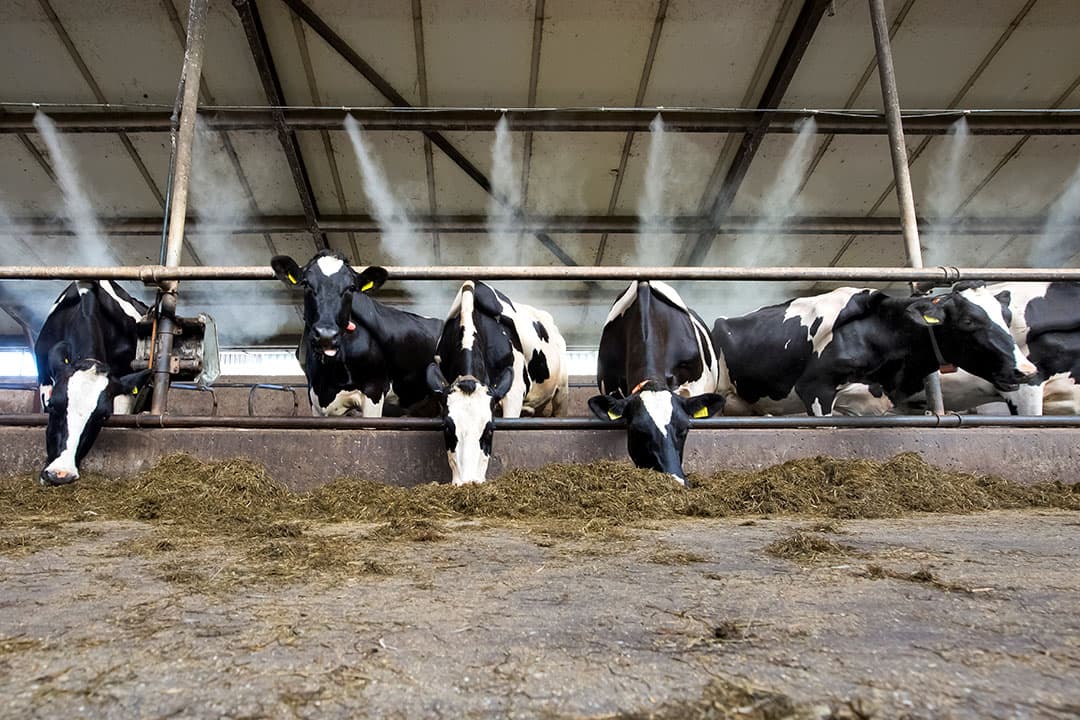 Verneveling van koeien via verdamping van zweet en/of water is een erg efficiënt koelingsproces. Pas het altijd toe in combinatie met ventilatoren. Bij temperaturen boven 26 graden is een vernevelingssysteem rendabel, want het beperkt de melkproductiedaling.