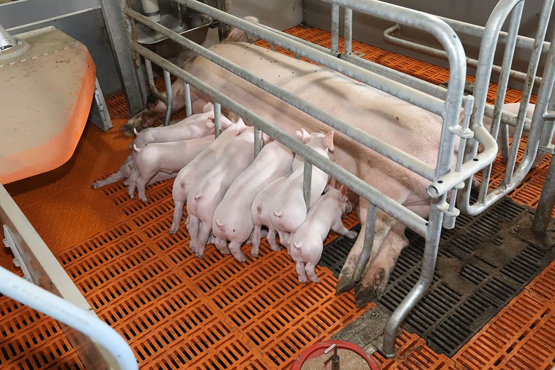 Vrijloopkraamhokken. Foto: Henk Riswick