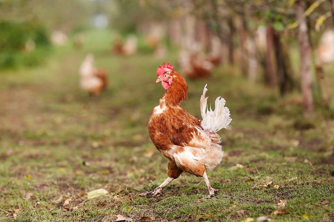 Wilde watervogels kunnen  s nachts in de uitloop zitten, en het virus overdragen aan kippen via uitwerpselen die zij daar achterlaten. - Foto: Ton Kastermans