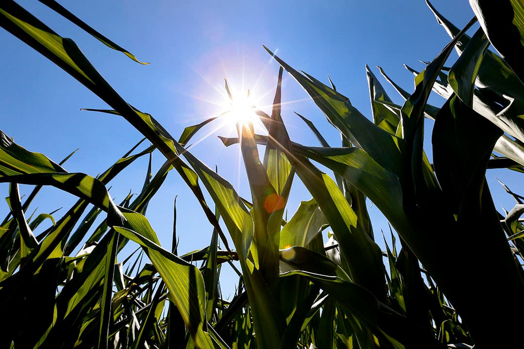 UV-straling in zonlicht kan de huid verbranden, waardoor het risico op huidkanker toeneemt. - Foto: Hans Prinsen