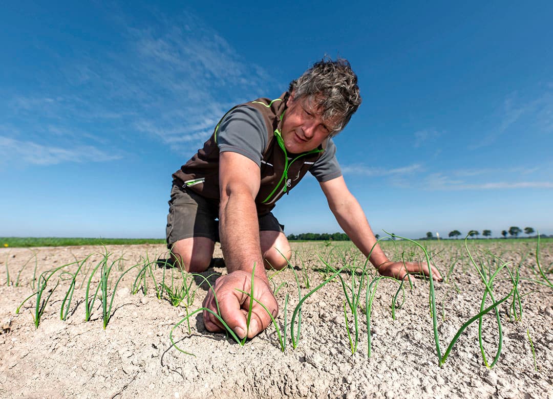 De uienplantjes van Zuidveld zijn eind  mei nog klein. Monitoring is de komende maanden echter zeer belangrijk om plagen op tijd in de smiezen te hebben. Alleen dan kun je accuraat reageren. - Foto's: Ruud Ploeg