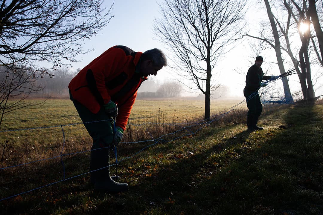 Tussen Duitsland en West-Polen staat sinds december vorig jaar een hekwerk om wilde zwijnen tegen te houden. - Foto: EPA