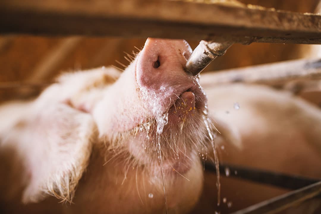 5 tips voor schoner drinkwater