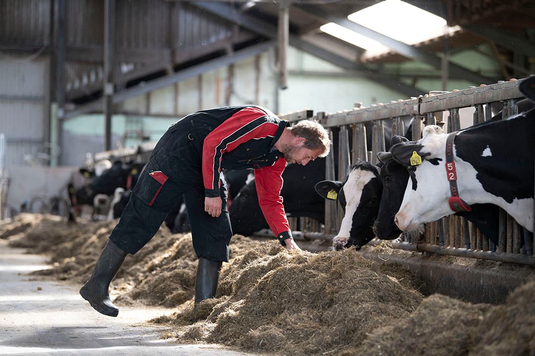 In 8 jaar van 40 naar 160 melkkoeien