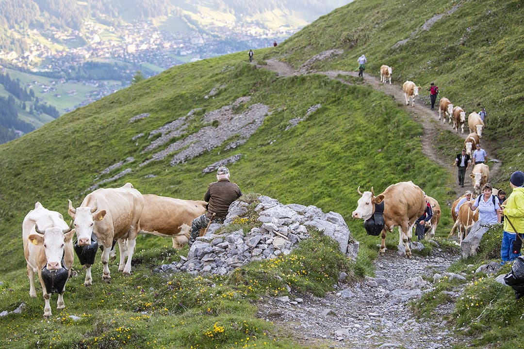 Een jaarlijks terugkerend tafereel: boeren die hun vee door de bergen van Zwitsreland leiden naar het dal, voor de zomer. In collone lopen de koeien in een uur tijd naar beneden, het hoogteverschil is zo'n 300 meter. - Foto: EPA