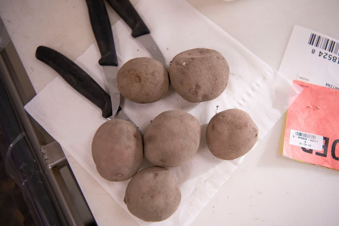 Onderzoek naar bruinrot. - Foto: Mark Pasveer