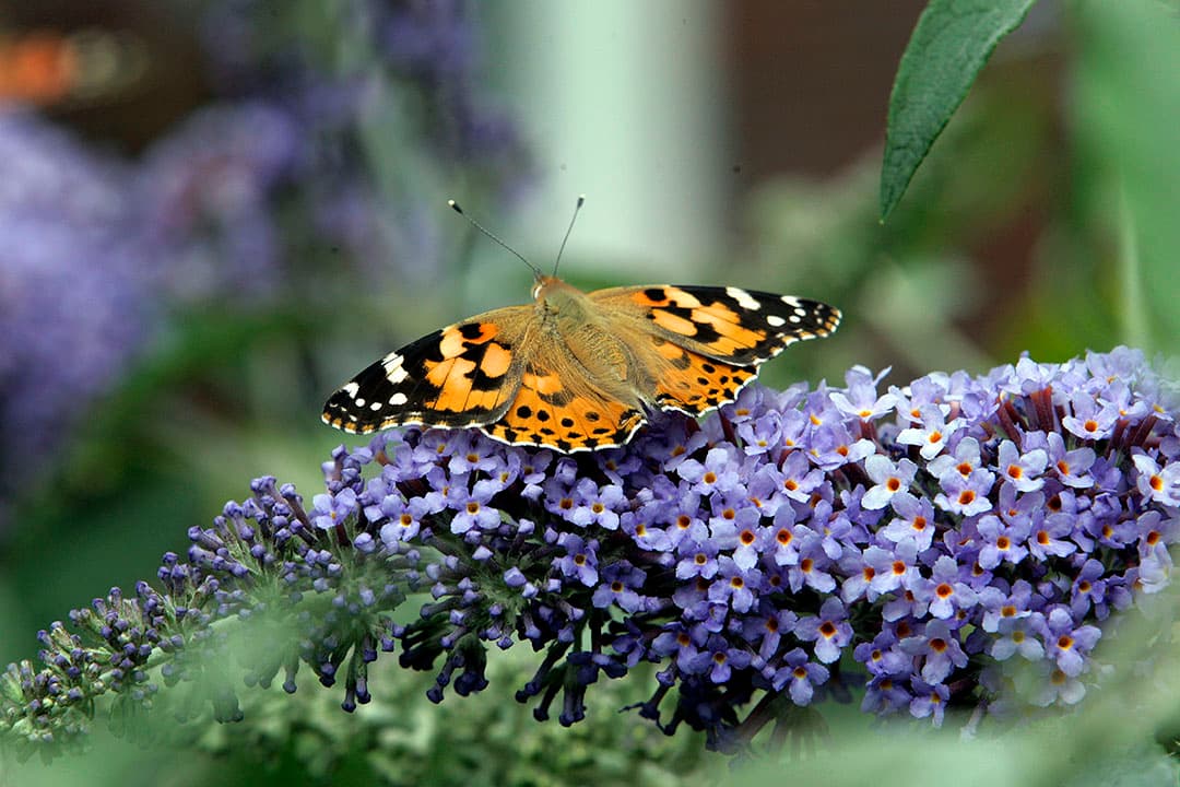 Foto: Henk Riswick