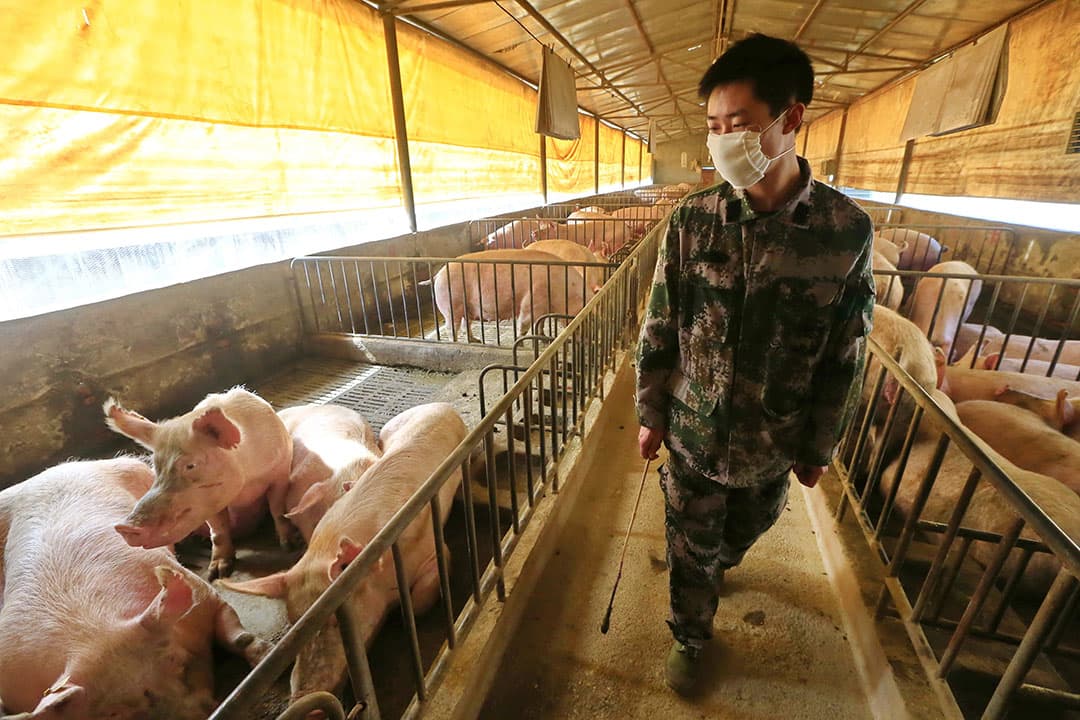China koerst op schaalvergroting en modernisering van de varkenssector. Foto: ANP