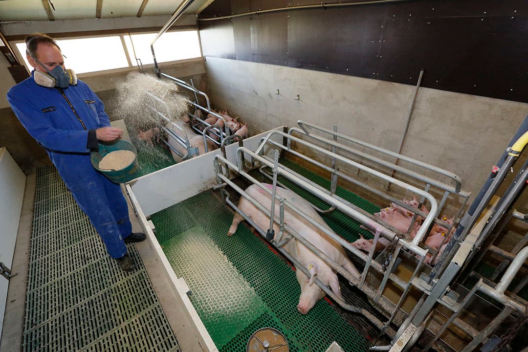 Inspectie SZW van het ministerie van Sociale Zaken en Werkgelegenheid  wil onderzoek naar blootstelling aan stof in de varkenshouderij. - Foto: Henk Riswick