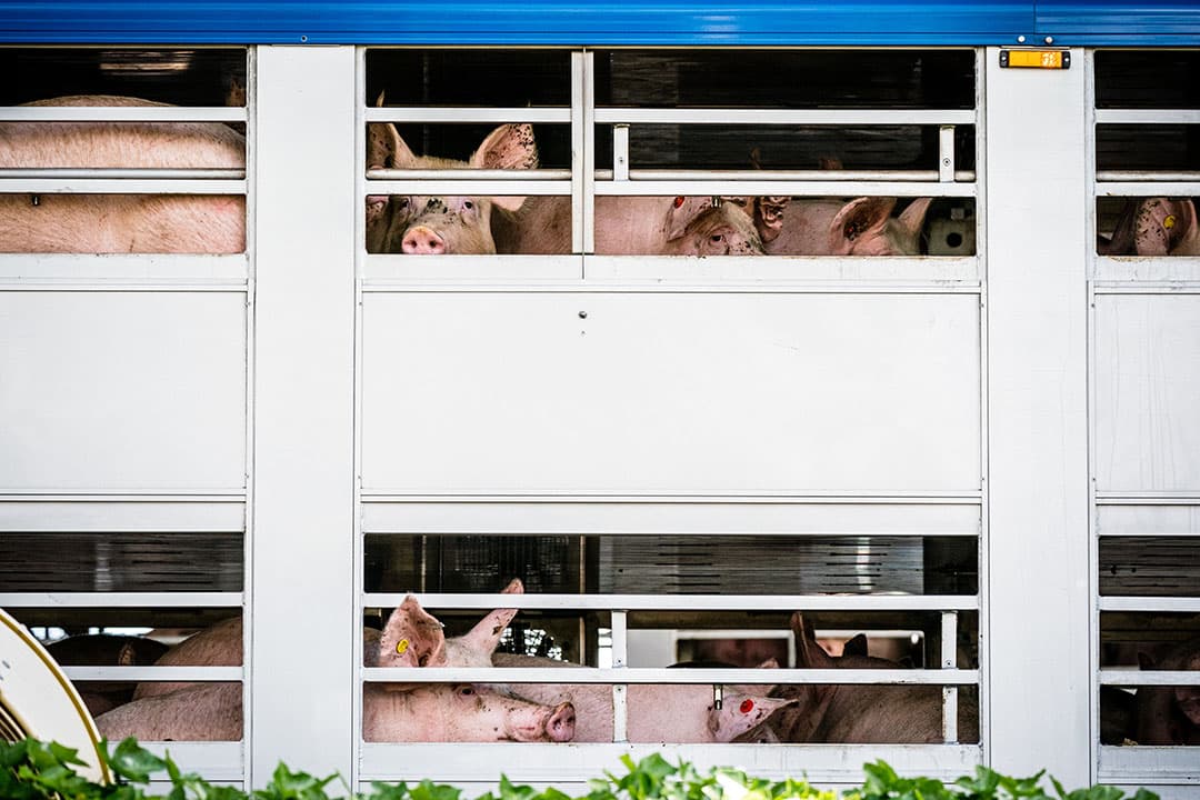BOXTEL - Exterieur van vleesverwerker Vion in Boxtel. Een slachthuis van het bedrijf in Apeldoorn moet de deuren sluiten nadat de coronarichtlijnen niet nageleefd worden. Foto: Rob Engelaar / Hollandse Hoogte