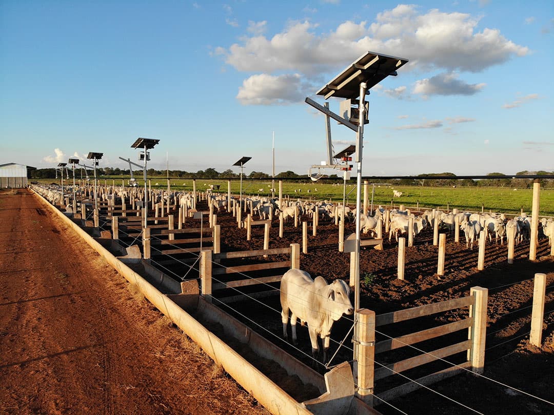 Met camera s worden driedimensionale beelden van ieder dier vastgelegd. Op basis daarvan wordt onder andere de voercurve automatisch aangepast en het optimale slachtmoment bepaald. - Foto: DSM Tortuga