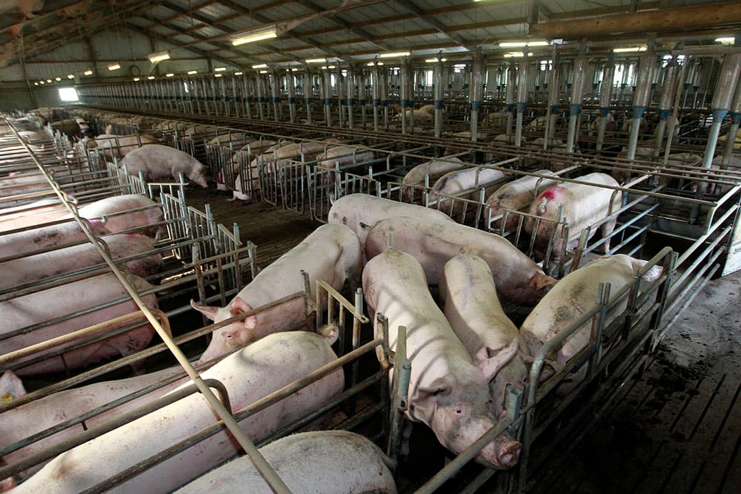 Varkensbedrijf in Brabant. Zestien personen, omwonenden van intensieve veehouderijen, zijn eisers in de zaak, ze zeggen ernstige tot zeer ernstige stankoverlast te hebben van de bedrijven. Foto: Bert Jansen