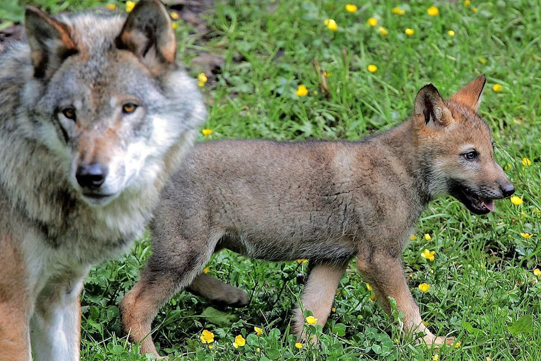 Een wolvin met een welp. Ecologen en 'wolvenexperts' verwachten dat er dit jaar opnieuw welpen worden geboren op de Veluwe (Gld.).  - Foto: ANP