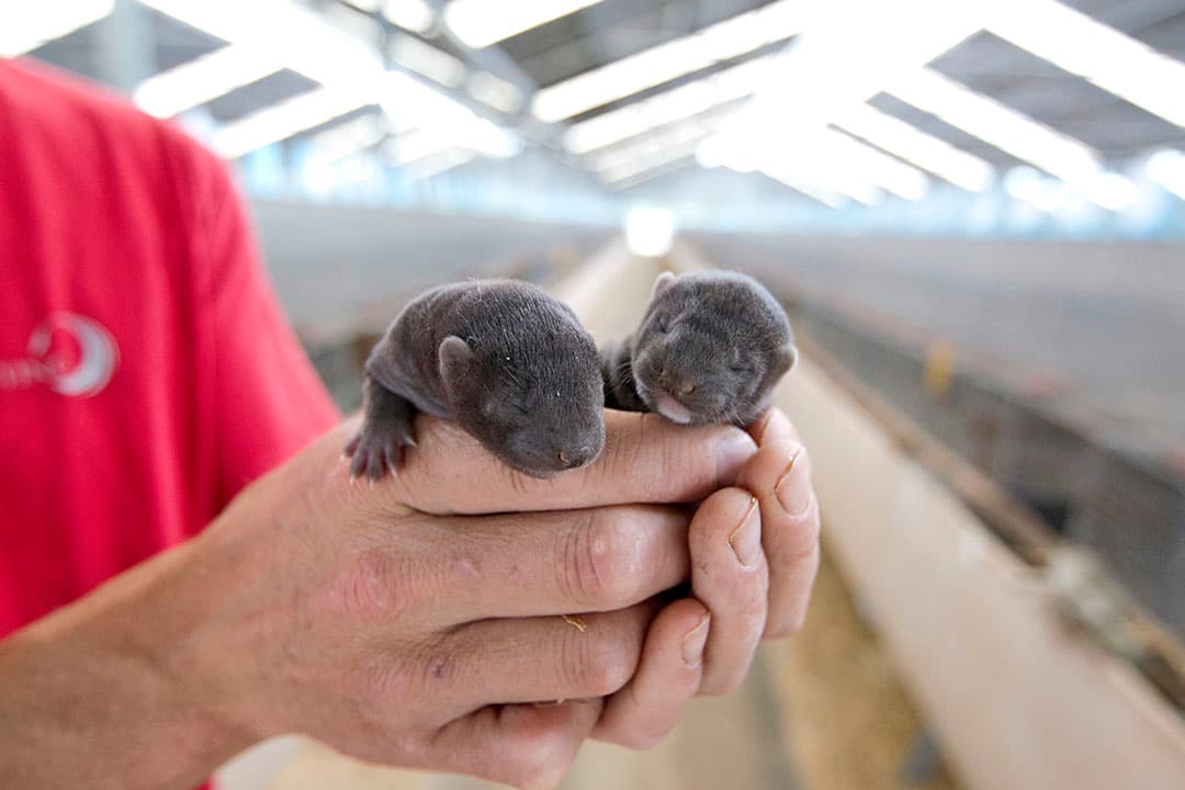 Het risico bestaat dat het coronavirus Covid-19 langdurig op de besmette nertsenbedrijven blijft circuleren. - Foto: anp