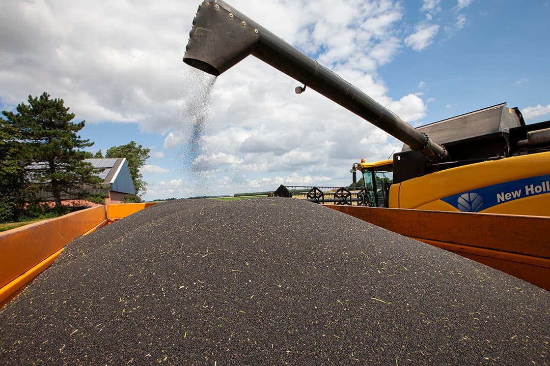 Oogst van koolzaad voor zaadvermeerdering. - Foto: Hans Banus