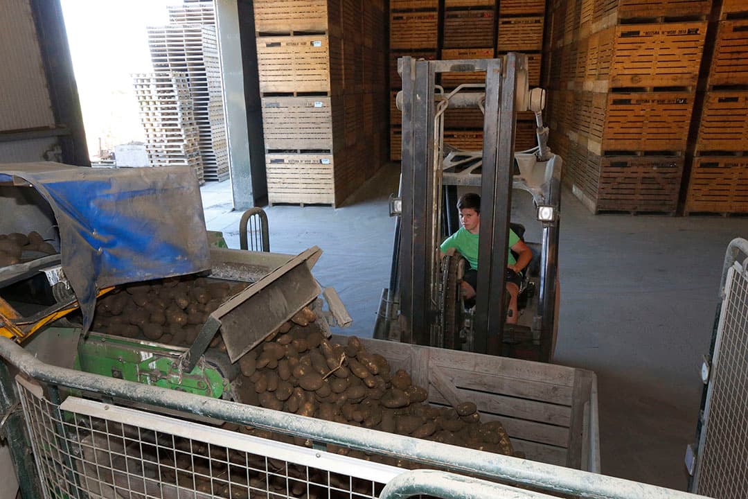 Inschuren van pootgoedaardappelen. - Foto: Henk Riswick