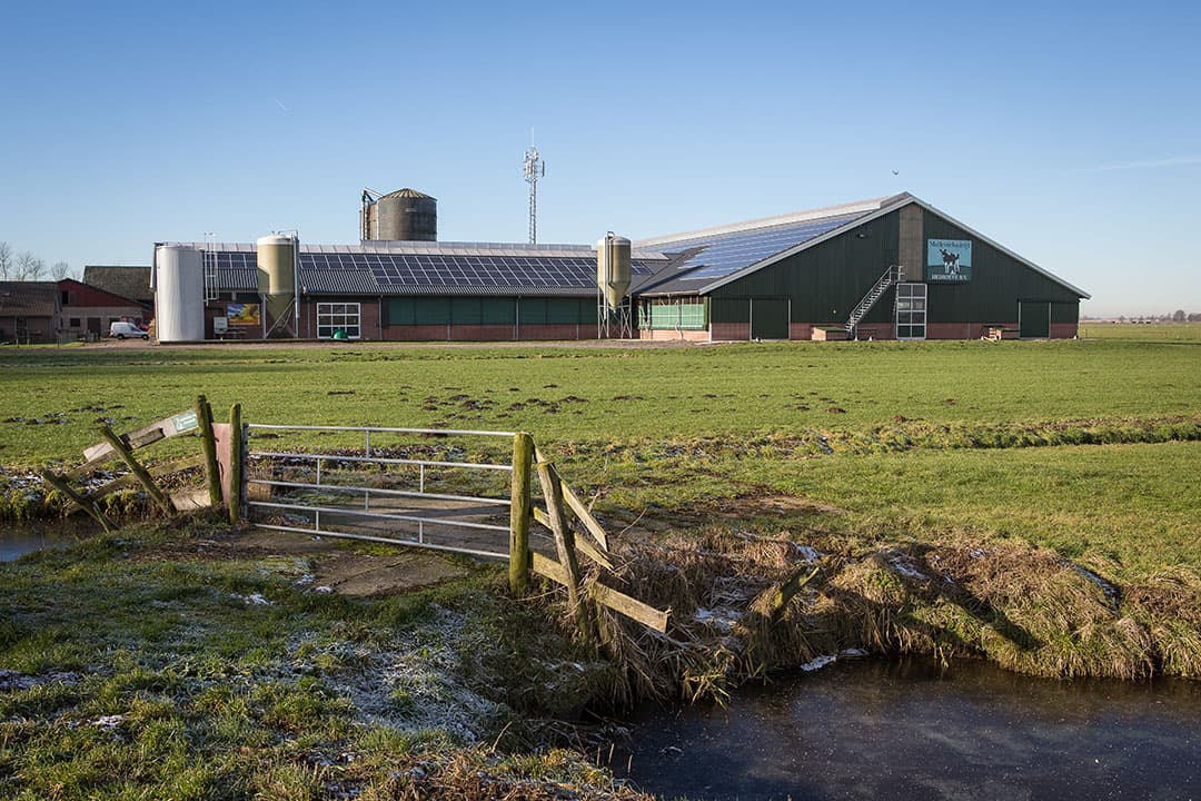 Een melkveebedrijf in Zuid-Holland. In de Hoofdlijnennotitie vitale landbouw Zuid-Holland ligt de focus op akkerbouw en melkveehouderij- Foto: Peter Roek