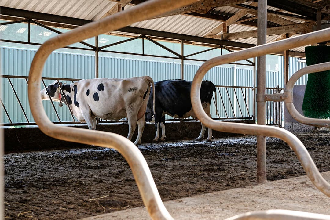 JOZ richt zich met de stikstofkraker op melkveebedrijven die inzetten op verdere groei. Foto: Lex Salverda
