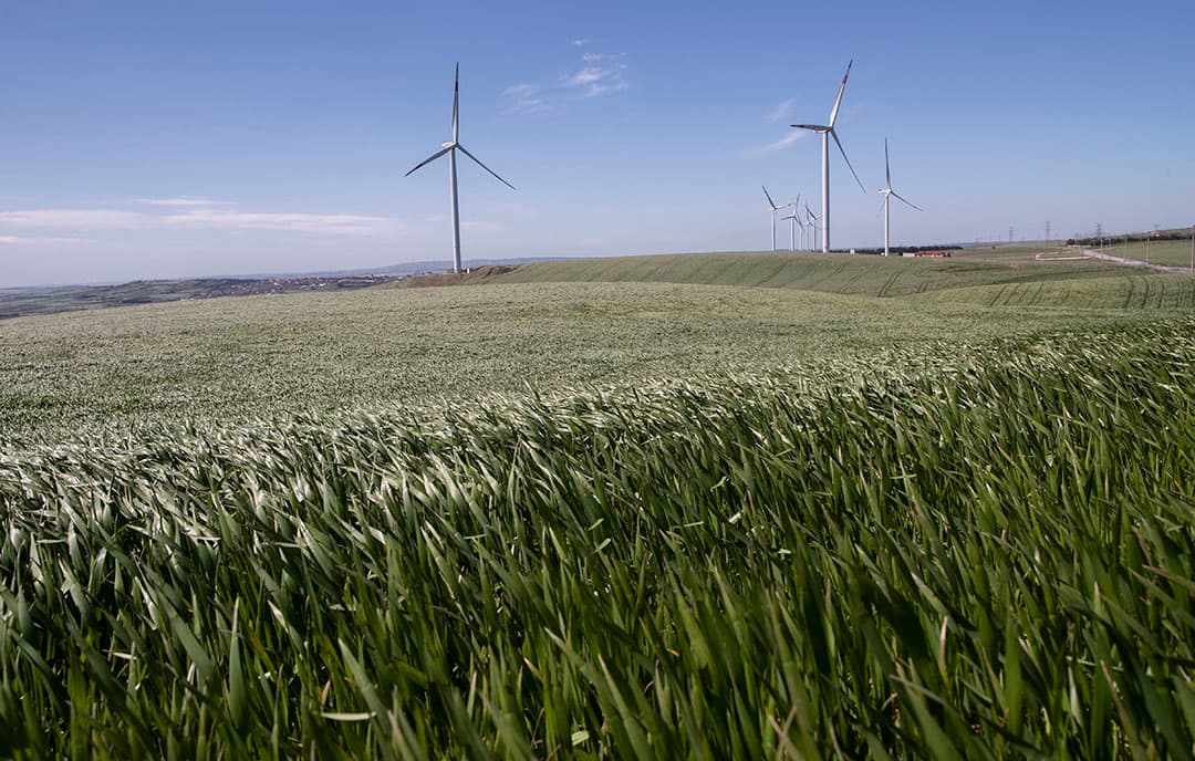 Voor tarwe wordt een iets hogere prijs verwacht in 2021 dan in 2020, maar door een goede oogstverwachting blijft de tarweprijs relatief laag. Foto: ANP