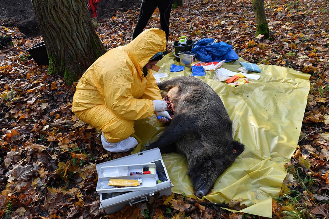 Een wild zijn wordt in Polen onderzocht op besmetting met Afrikaanse varkenspest. - Foto: EPA