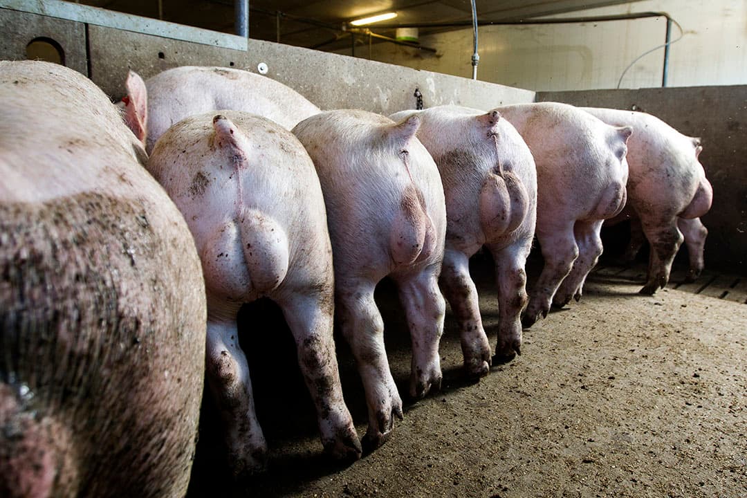 De ki-organisatie had afgelopen jaar gemiddeld 180 beren op stal staan, dat is een bezetting van 100%. Foto: Ronald Hissink
