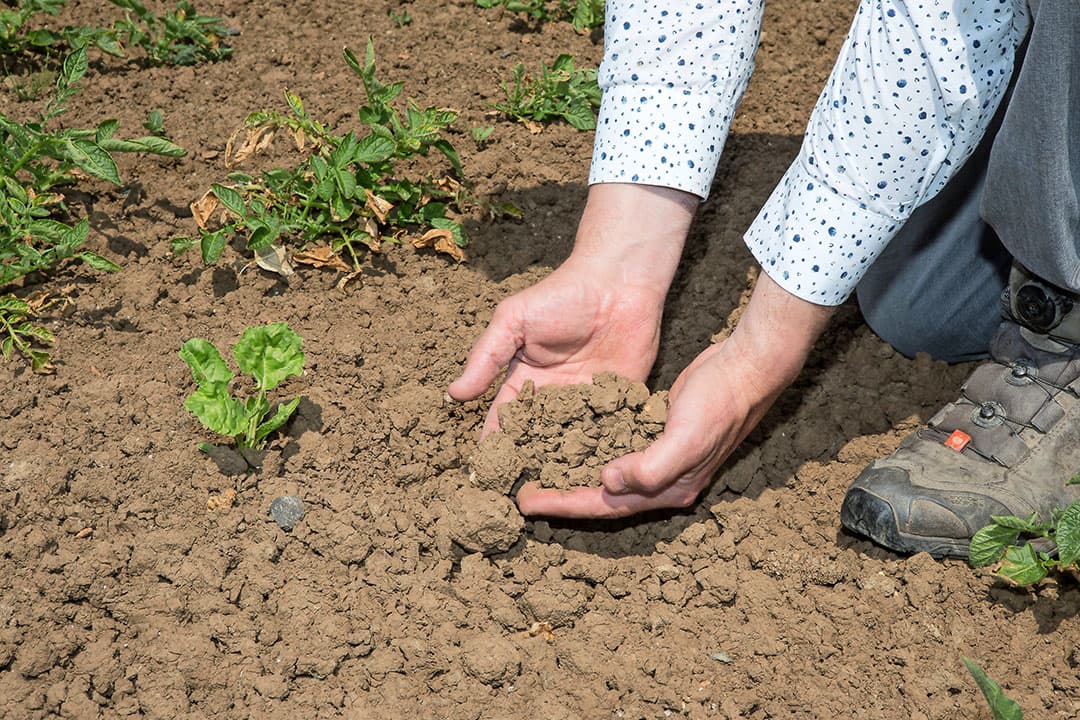 Door de droogte en structuurproblemen op de klei, was de gewasopkomst slecht. - Foto: Peter Roek