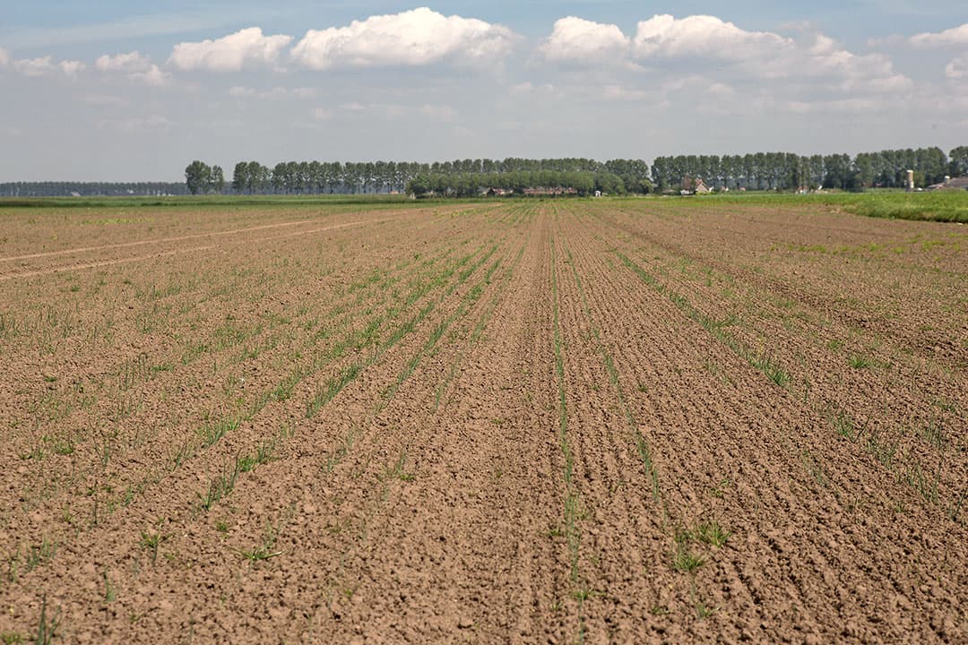 Slechte opkomst van de uien bij Denis Steijaert in Nieuw-Namen, Zeeuws-Vlaanderen, stand eind mei.