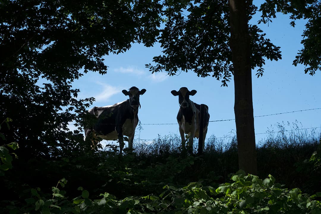 Het warme weer aan het begin van de week is ook voor deze koeien net iets te warm, dus zoeken ze de schaduw van de bomen op. - Foto: Twan Wiermans