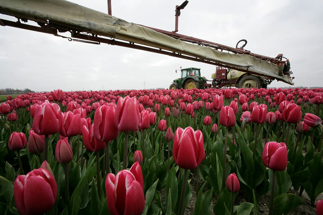 Foto: Koos Groenewold