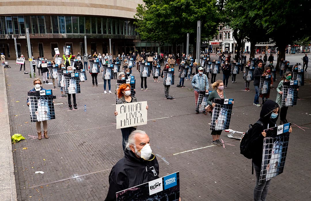Leden van Bont voor Dieren en Animal Rights protesteerden bij de Tweede Kamer tegen de nertsenhouderij. - Foto: ANP