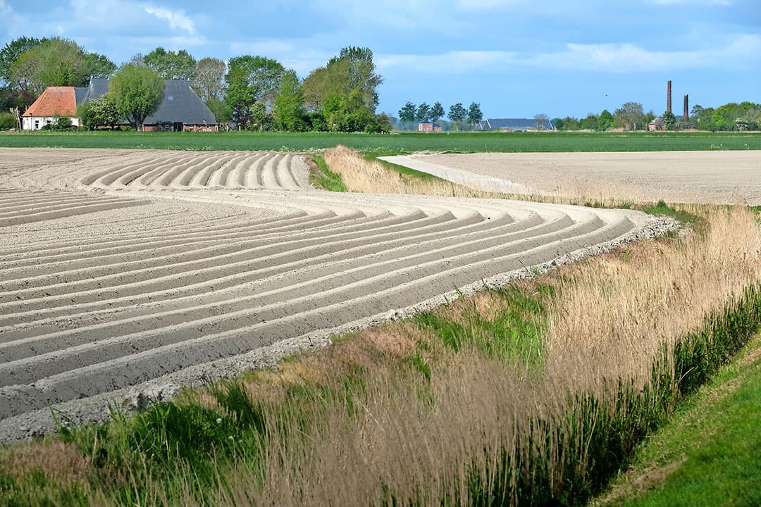 Gelukkig weer regen tijdens knolzetting