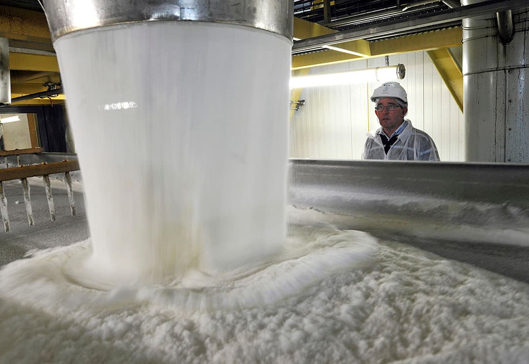 2011-11-18 12:29:23 TO GO WITH AFP STORY BY ALIX RIJCKAERT A picture taken on November 18, 2011 shows sugar obtained from sugar beets in French firm Tereos' sugar refinery in the French northern town of Lillers. Last rainy summer is synonymous with a record harvest for northern France beet greemers. AFP PHOTO PHILIPPE HUGUEN PHILIPPE HUGUEN / AFP