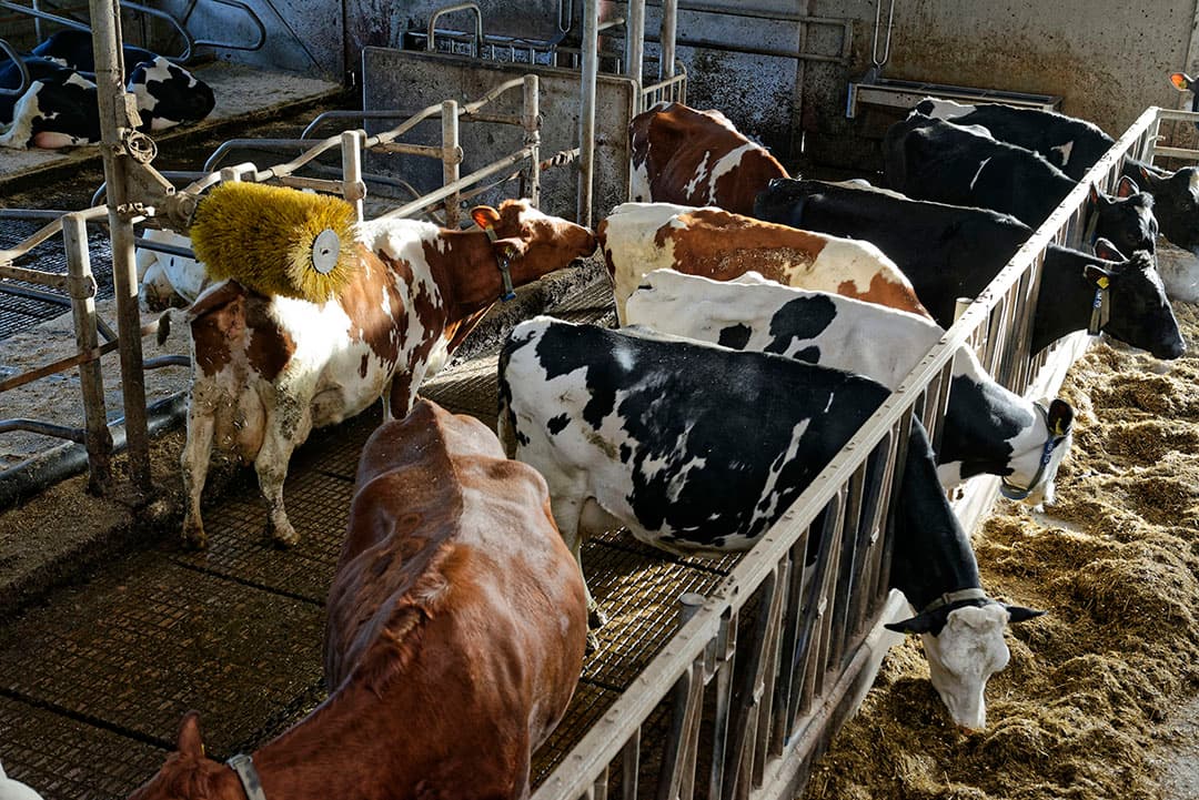 KoeMonitor is in maart 2019 door ZuivelNL gepresenteerd als het nieuwe toezichts- en controlesysteem voor de melkveehouderij. Foto: Lex Salverda