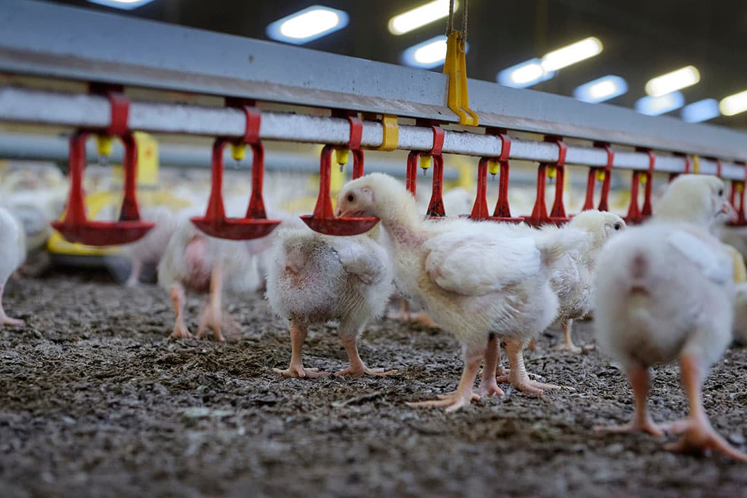 70% reductie antibiotica nagenoeg bereikt