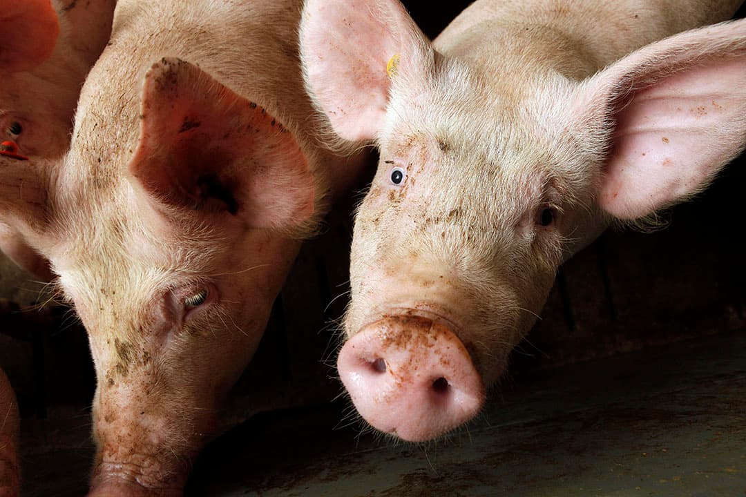 Varkens op het bedrijf van Dirk Dekker, enkele jaren geleden. - Foto: Henk Riswick