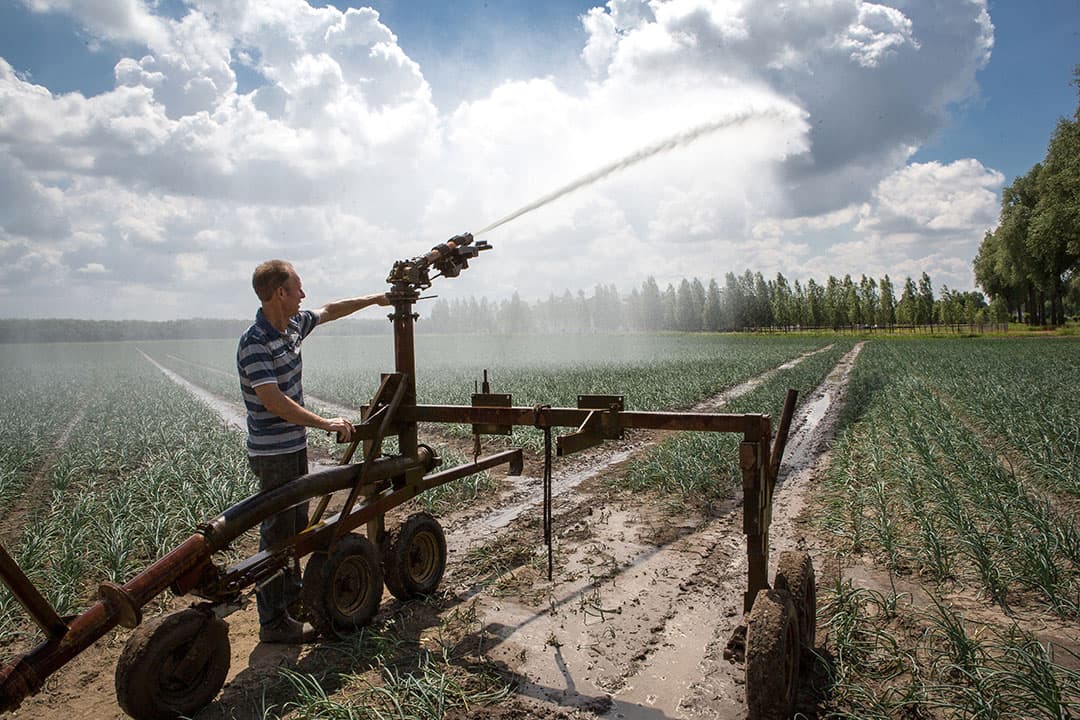 Uien is een van de gewassen die compleet kunnen mislukken als regen uitblijft. Hoewel een kunstmatige bui ook niet altijd het voordeel geeft dat ervan wordt gehoopt of verwacht. - Foto: Peter Roek