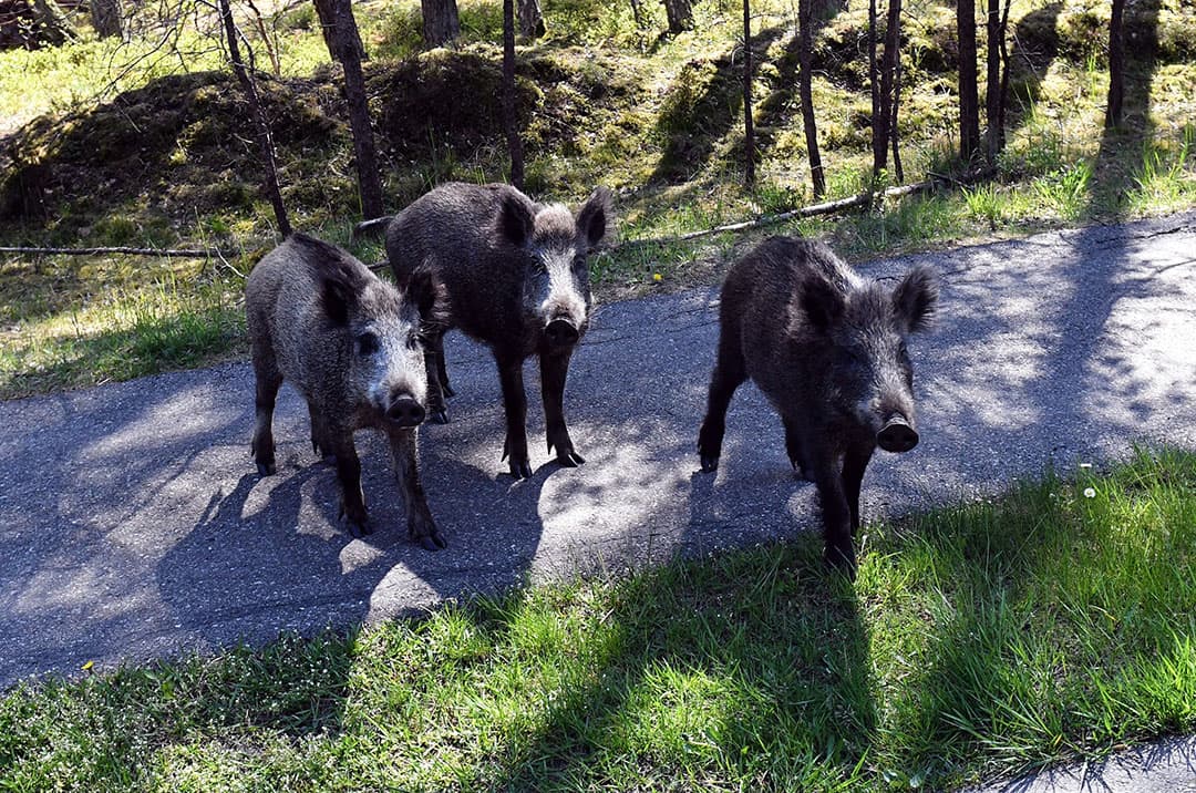 Wilde zwijnen op een weg in het noordwesten van Polen. - Foto: ANP