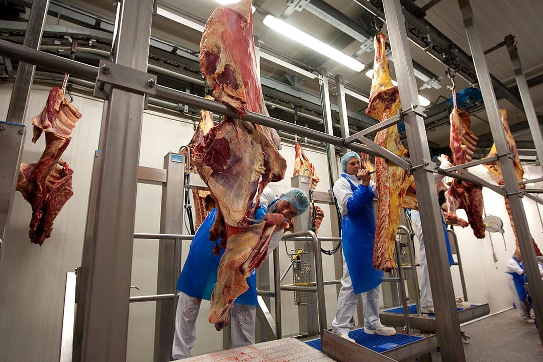 Uitbenen van runderkarkassen in slachterij. - Foto: Ronald Hissink
