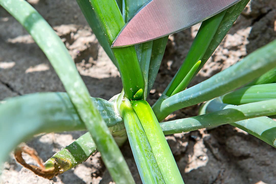 De larven van trips in plantuien. - Foto: Peter Roek
